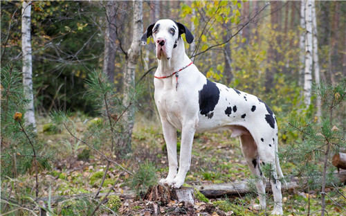 How dogs learned to manipulate us with their sad puppy eyes, according to scientists