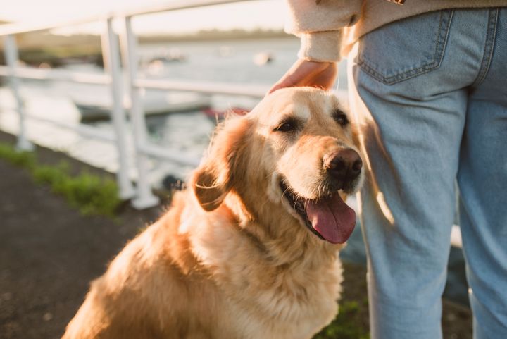 Dogs Can Feel Stress From Humans, Study Suggests